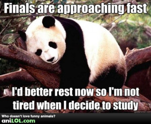 why study for finals when you can sleep instead?