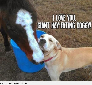 love you giant hay eating doggy