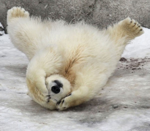 Upside Down Polar Bear Cub