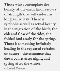 Rachel Carson, contemplating the beauty of the earth