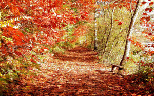 Search Results for: Beautiful Autumn Scenery