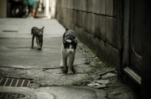 This Ancient Japanese City Can Only Be Appreciated Through Cat ...