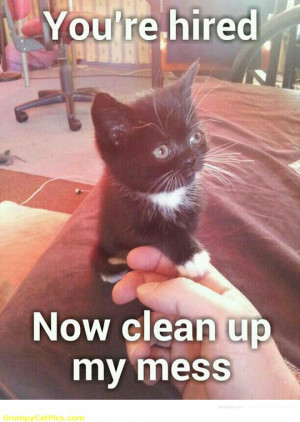 Very Cute Kitty Cat Sends Human Friend To Clean Up Funny Cute Picture
