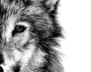 Wolf Fine Art PRINT, Illustration P rint, Art Print, Pencil Drawing ...