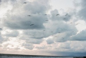 Bird Clouds Nature Ocean Sea