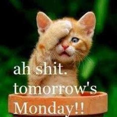 tomorrow s monday more i hate mondays cat real life quotes mondays ...