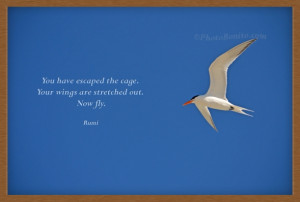 You have escaped the cage. Your wings are stretched out. Now fly.