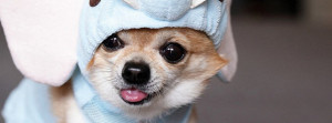 Cute Chihuahua Facebook Cover Photos Facebook Cover