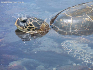 Hawaiian Green Sea Turtles