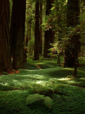 Redwood Forest Floor, California