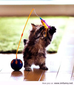 Funny Animals / Funny Pictures, Funny Quotes – Photos, Quotes, Im...