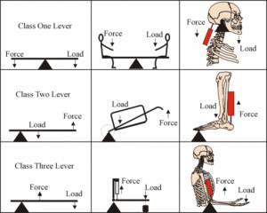 Second Class Lever Examples in the Body