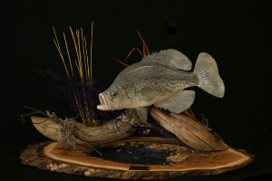 Taxidermy Fish Mounts. Td Jakes Life Class Quotes. View Original ...