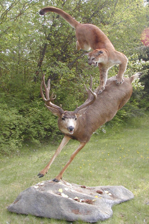 Cougar Attacking Deer