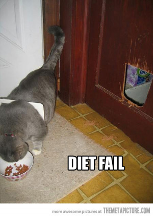 Funny photos funny fat cat eating food
