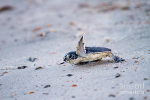 Baby Green Sea Turtle Photograph