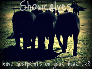 ... Showing Sheep Quotes, Cattle Showing Quotes, Show Steer, Cows, Calves