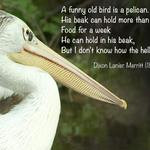 pelican with quote by Dixon Lanier Merritt - A funny old bird is a ...