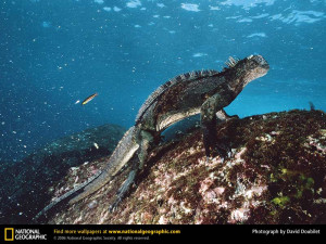 Marine iguanas are the only lizards that live on land and in the sea ...