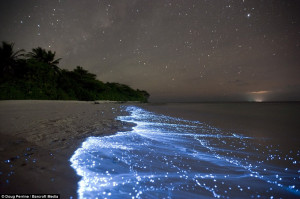 Natural phenomenon: Glowing blue water washes up on a beach in Vaadhoo ...