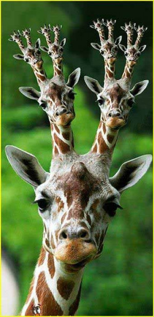 Graphic Humor Giraffes