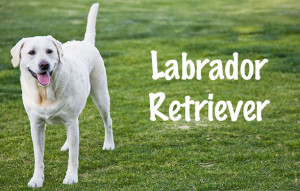 Dog Breeds: Labrador Retriever