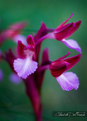 Wild orchids, gorgeous colors