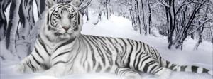 beautiful white tiger to ramp up your timeline