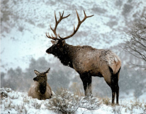 Large Bull Elk & Cow Snow Art Print POSTER deer animal Mini Poster