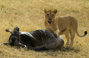 Kill Lion vs Tiger