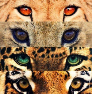 animal, animals, brown, cheetah, eyes, gepard, green, lion, red, tiger ...