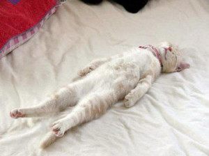Super Funny – Sleeping Position of Cats