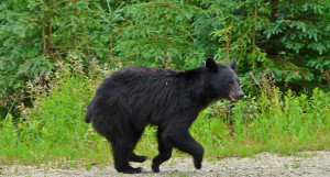Running Bear Photograph