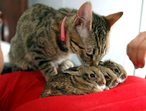You are my bunnies now. I take care of you. Licks!