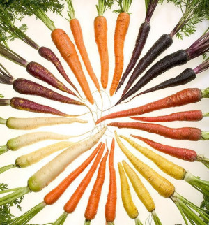 Carrot color wheel, the variety in Mother Nature!!!!