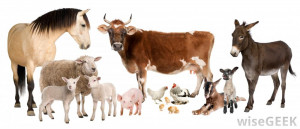 animal husbandry involves caring for many different types of livestock