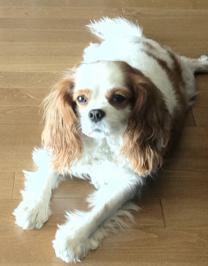 Bailey is my Cavalier King Charles Spaniel and today is his 9th ...