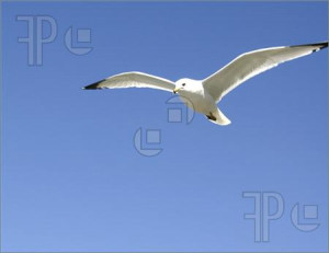 Flying Seagulls Hd Images Flying Seagulls Hd Images Flying Seagulls