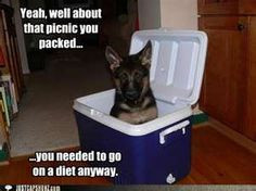 Image Search Results for funny captioned german shepherd More