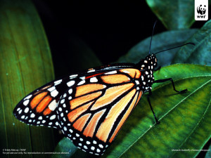 Divine Designs: Amazingly Beautiful Butterflies on Earth