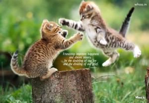 Images Quotes Cats Friendship Day Happy Funny Cat Hd Picture