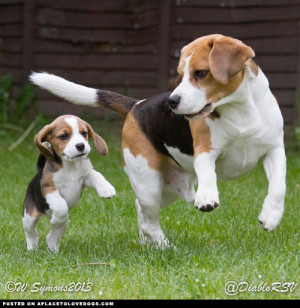 Cute Beagle Louie teaches young puppy Grace how to prance. You’re a ...