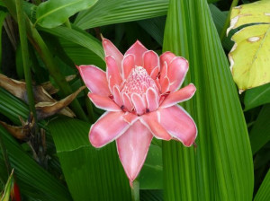 tropical flowers costa rica