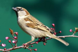 Sunday Interlude: Sparrows