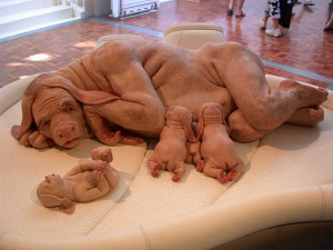 Half Human - Half Pig: Weird Photo of Suckling Mother and Babies