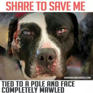 Found on humanesociety.org