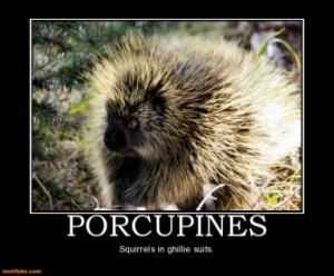 Tags Animals Porcupines Military Sniper Ghillie