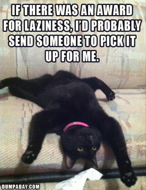 lazy cat, lol cat, funny pictures