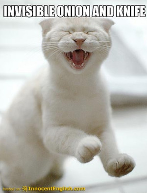 My Top Collection Really funny cat pics 2