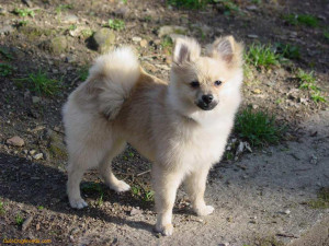 download small dogs picture pomeranian dog